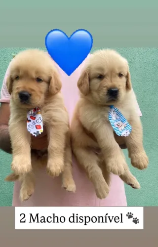 Filhotes de Golden Retriever