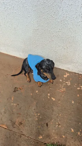 Daschshund puro disponível para reprodução!! (Salsicha) atende pelo nome de Billy!!
