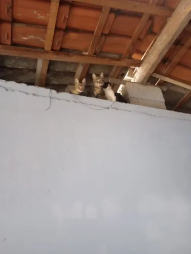 Doação de gatos 