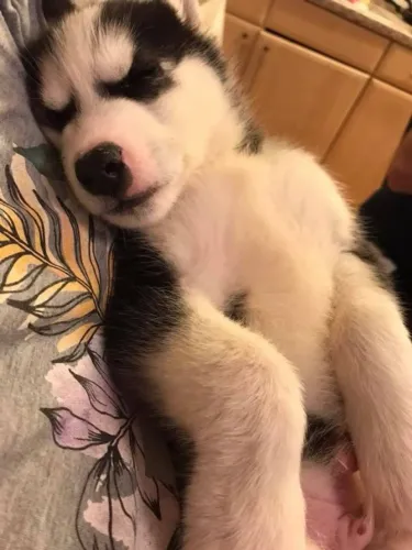 Filhotes de Husky Siberiano | Amores de quatro patas!