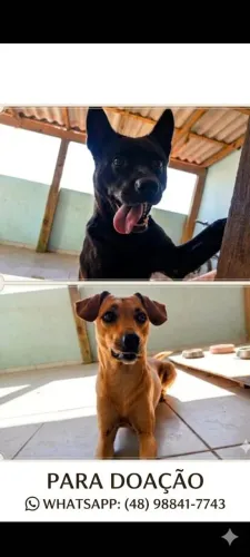 Doação