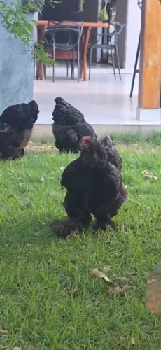 Pintinhos de Brahma Black