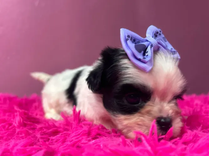 Peludos e carinhosos 