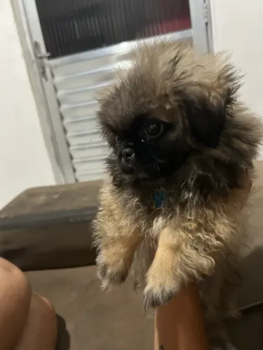 FILHOTE DE PEQUINÊS 2 Meses