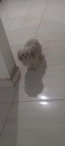 Filhote d Shitzu