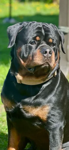 Rottweiler puros peça já o seu de luxo $$ parcelo