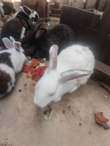 Coelhos