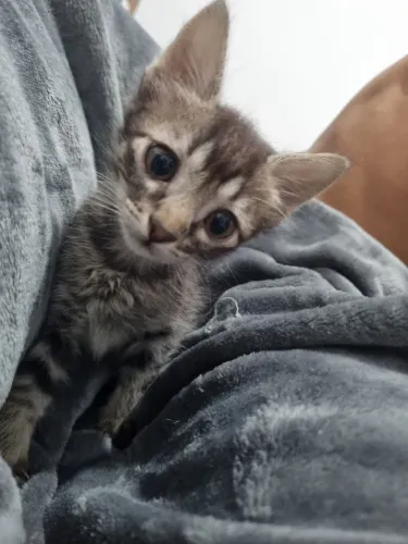 Lindo gatinho