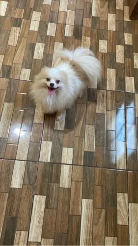 Spitz alemão Anao procura namorada