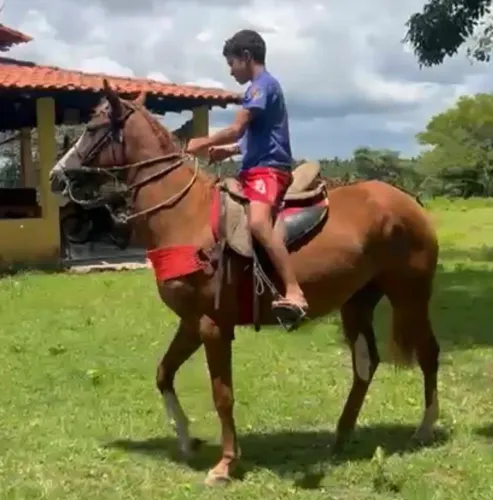 Potra quarto de Milha