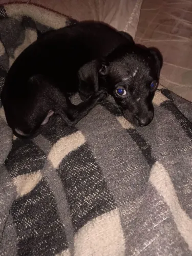 Cachorro 
