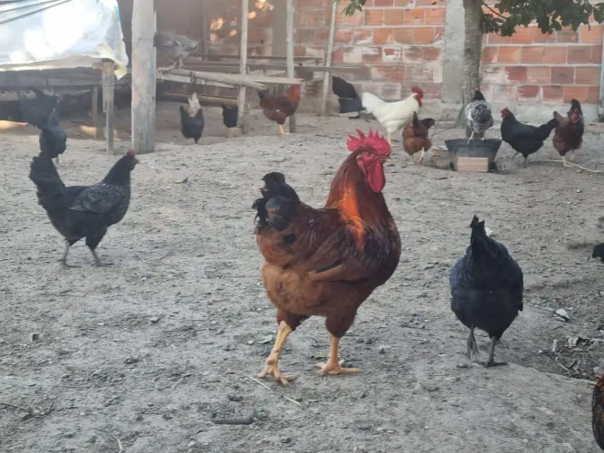 Galo de quintal