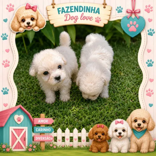 Adoráveis filhotes de poodles 