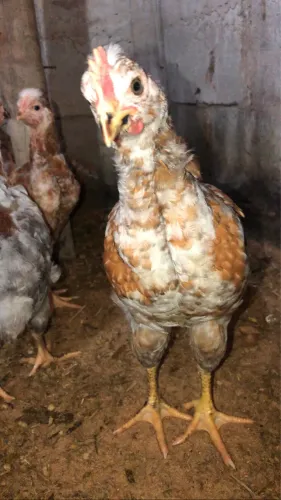 Frangos e Frangas GSB (Balão Sertaneja)