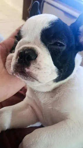 Linda fêmea de 3 meses 