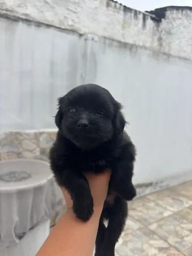 cachorro filhote