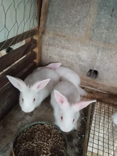 Coelhos filhotes
