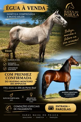 Egua Mangalarga registrada 