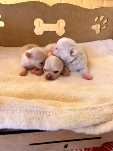 Filhotes de chihuahua com Pedigree CBKC