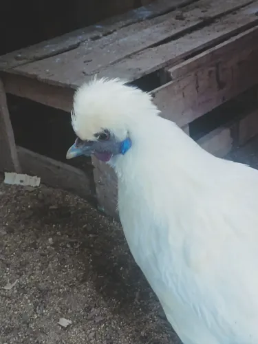 Sedosa do Japão 