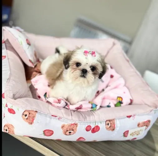 Shihtzu Macho e Fêmea! Leia a descrição. Educados, Vacinados, Entrego e Parcelo 12x