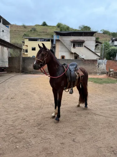 Cavalo Mangalarga marchador 