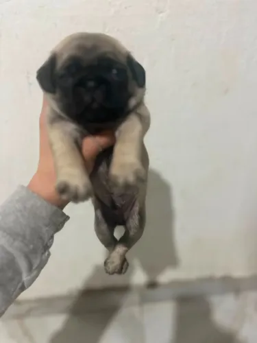 Vende se cachorro