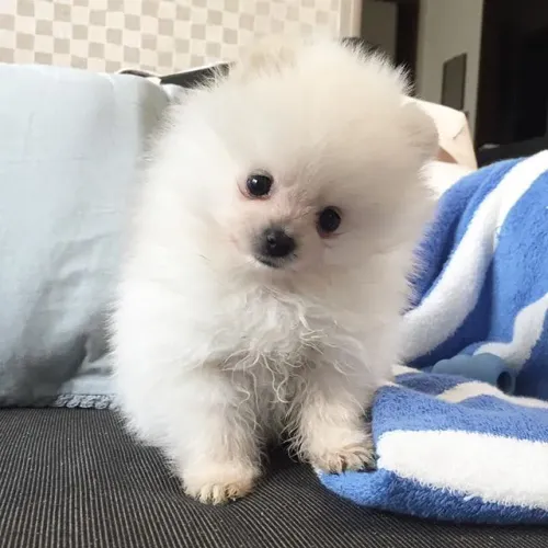Lulu da Pomerânia 