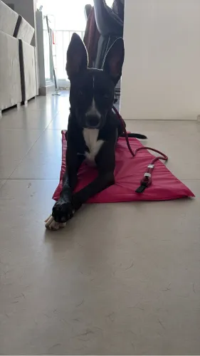Doação Pitbull Fêmea 