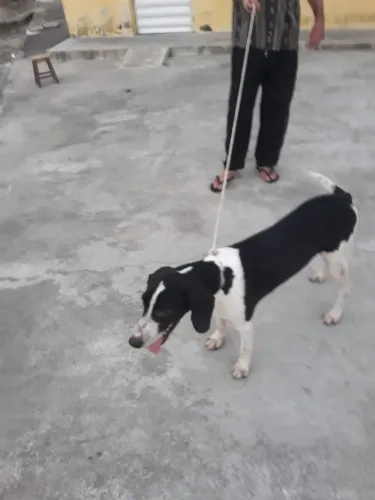 Cachorro fox a venda no precinho