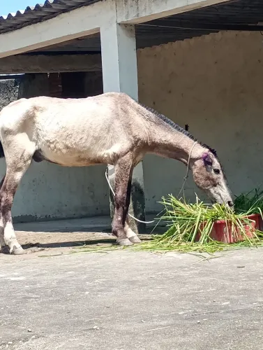Cavalo a venda