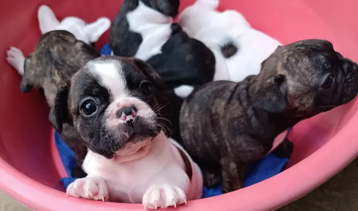 Filhotes de Bulldog Francês Puro