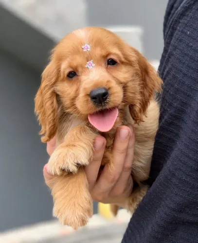 Cocker Spaniel Inglês! Fêmeas e Machos!