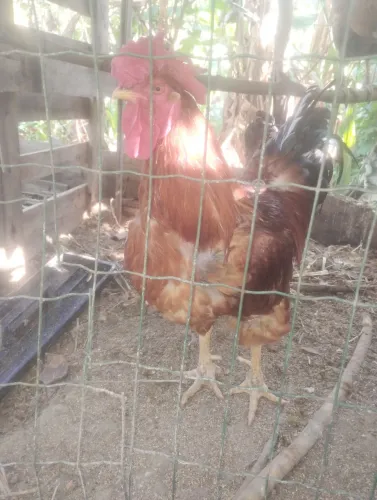 Galo caipira de grande porte (pesadão vermelho)