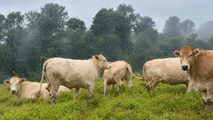 38 HECTARES EM CHAPECÓ  ACEITA TERRENO EM ITAPEMA OU PORTO BELO / IMÓVEL / CARRO