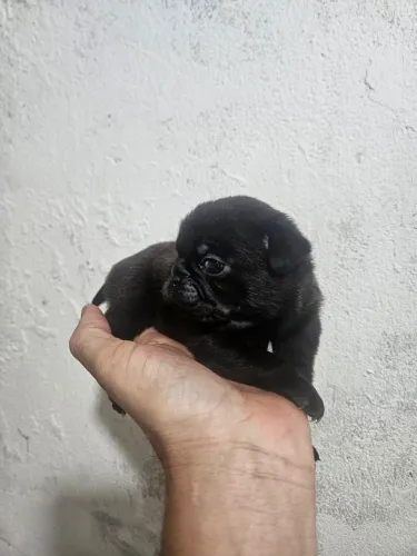 Lindos bebês de pug 