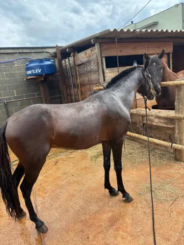 Cavalo 