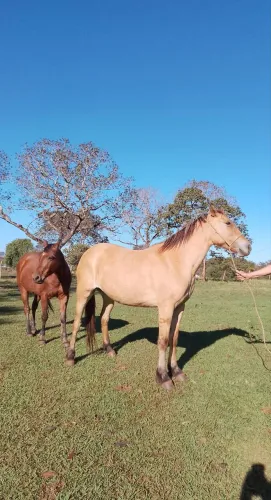 Égua a venda