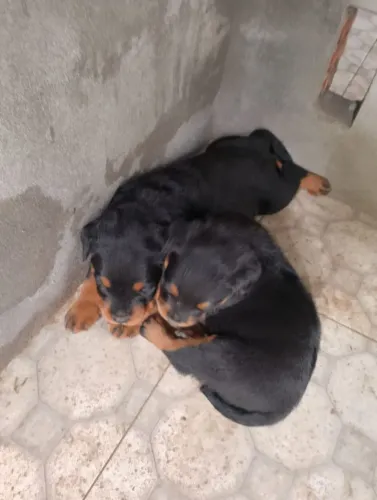 Filhote de rottweiler macho 