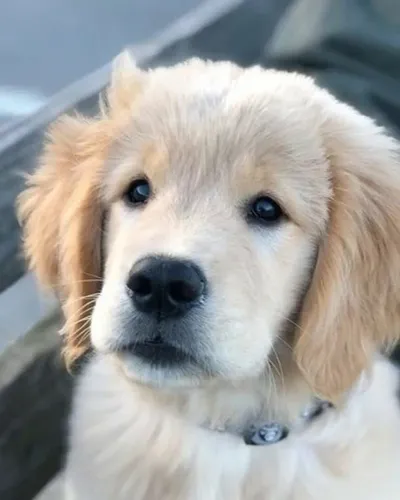 Filhotes de Golden Retriever | Encanto que conquista olhares.
