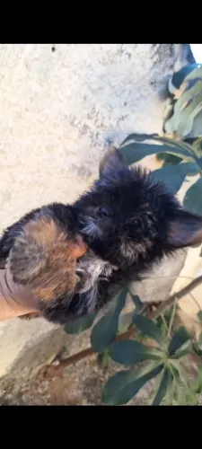 Mini Yorkshire terrier azul aço e castanho