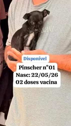 Filhote de pinscher