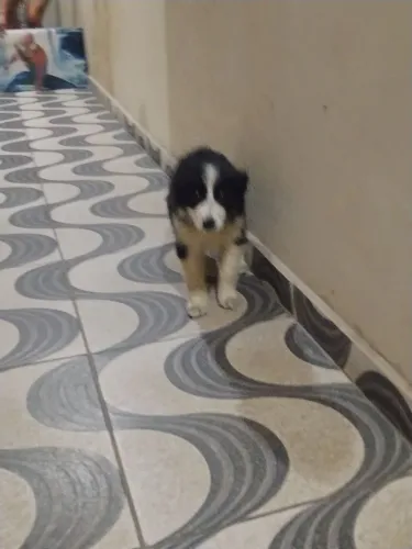 Filhote border collie 2 meses