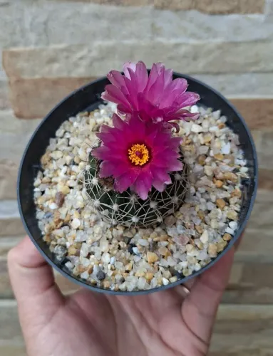 Notocactus uebelmannianus pt11