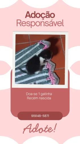 Doação gatinho 
