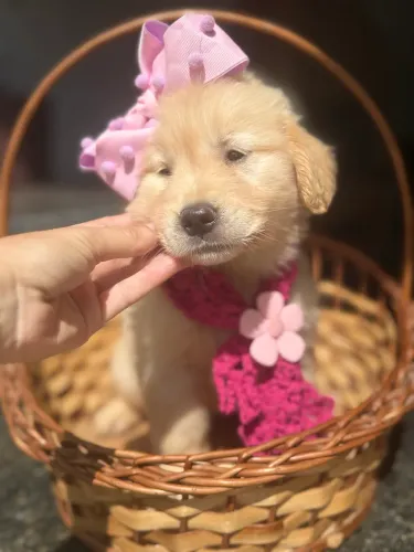 Golden retriever fêmea 