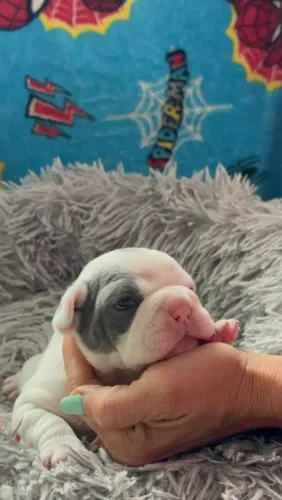 Filhote de Bulldog Francês
