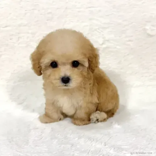 Neném saudável e brincalhão Poodle/Pudol/