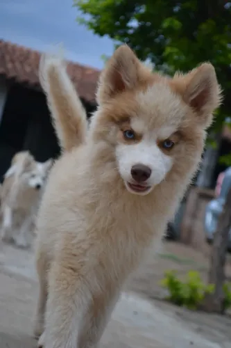 pomsky filhotes disponiveis