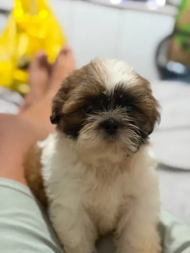 Vendo Cachorro shih tzu